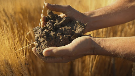 Alberta agriculture