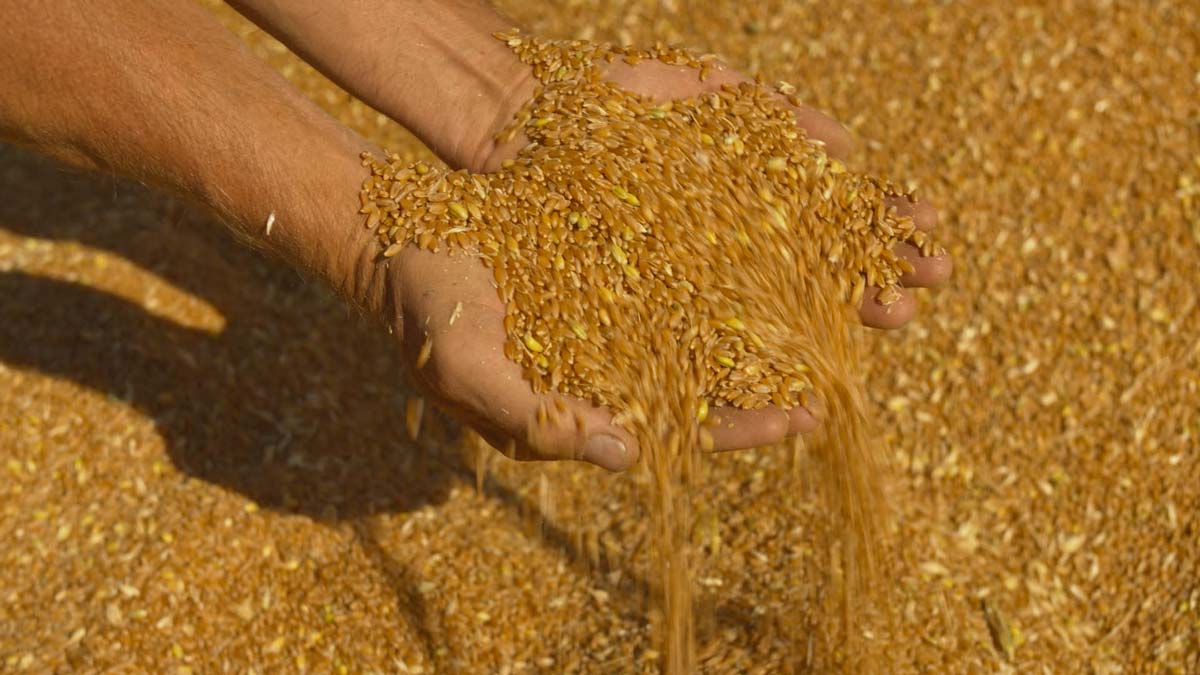 Why Is Durum Semolina The Best For Pasta? Let's Pasta