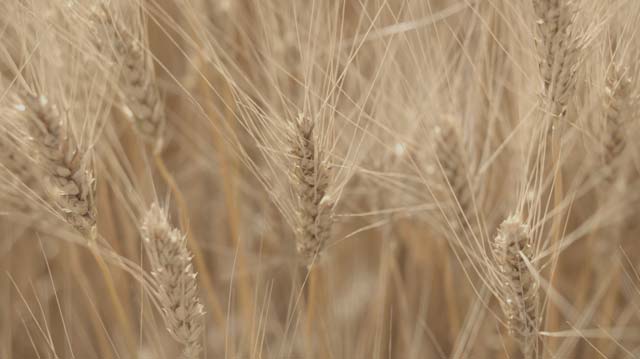 Stalks of durum wheat