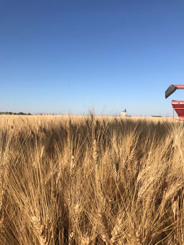 A field of durum wheat