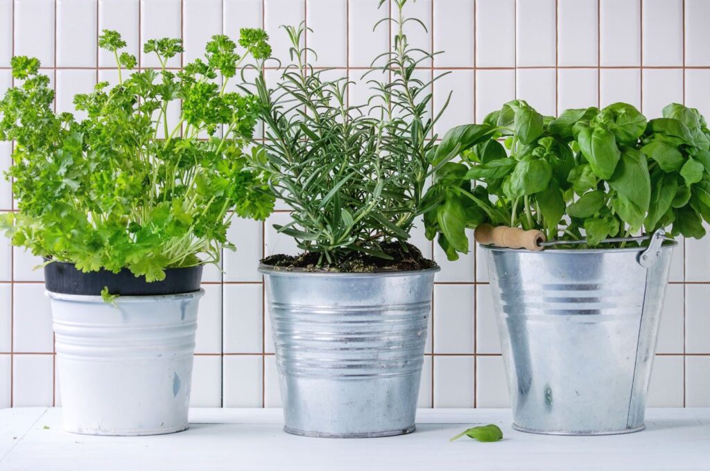 Potted herbs in the kitchen.