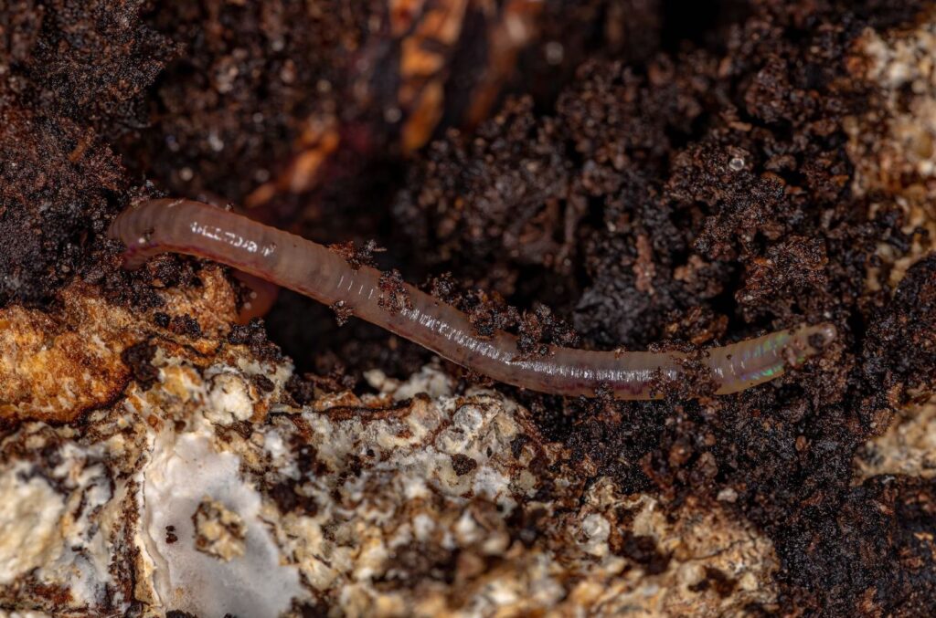 Earthworms create healthy soil.