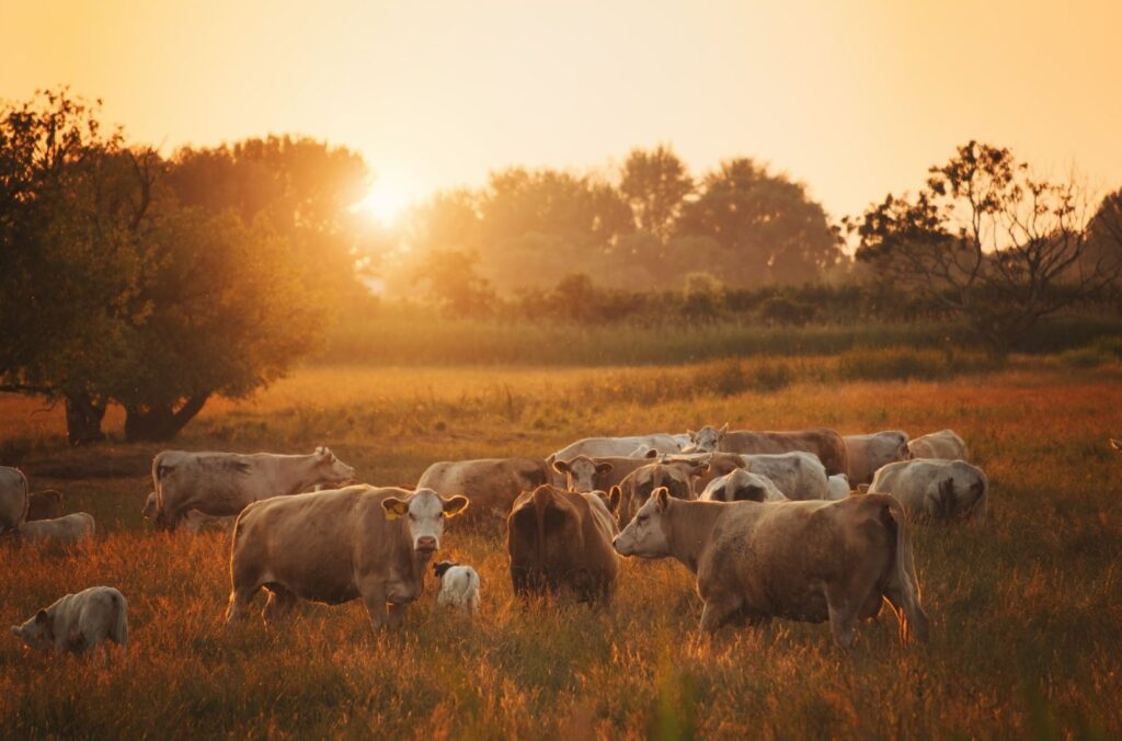 Grazing cattle help create healthy soil.