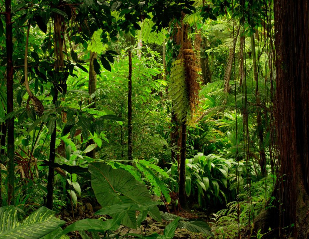 Rainforest microbiome