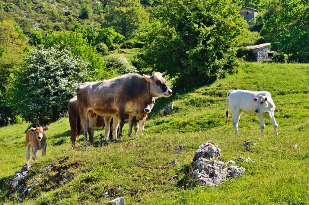 Grazing animals for regenerative agriculture